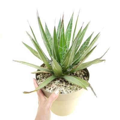 Agave filifera subs. schidigera