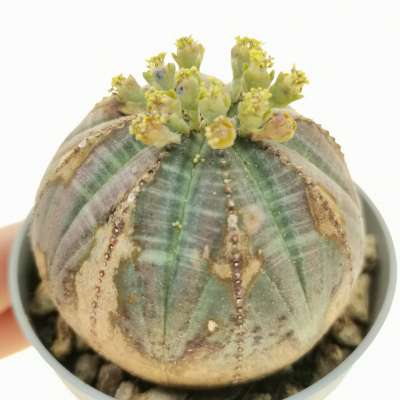 Euphorbia obesa 'Arrow'
