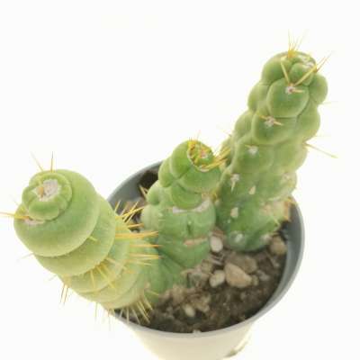 Eulychnia castanea cv. varispiralis f. spirale politomica - Giromagi
