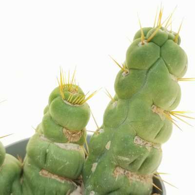 Eulychnia castanea cv. varispiralis f. spirale politomica - Giromagi
