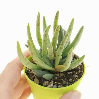 Adromischus filicaulis spectakel pass