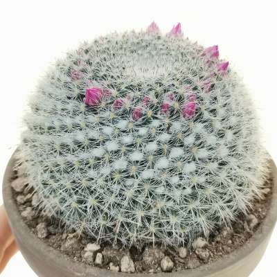 Mammillaria hahniana
