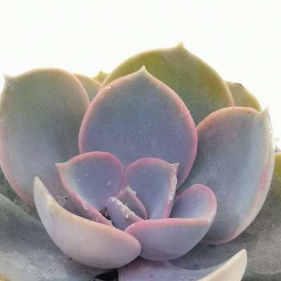Echeveria 'Perle von Nürnberg' - Giromagi
