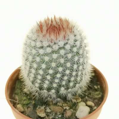 Notocactus scopa - Giromagi