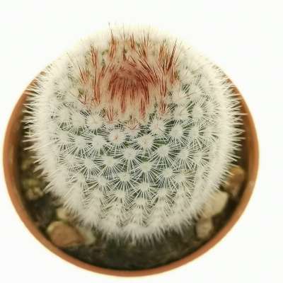 Notocactus scopa - Giromagi