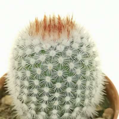 Notocactus scopa - Giromagi