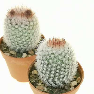 Notocactus scopa - Giromagi