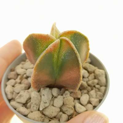 Astrophytum myriostigma var. nudum f. variegata 6,5 cm.