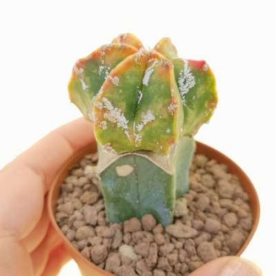 Astrophytum myriostigma cv. Hakuun f. variegata
