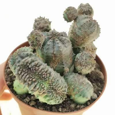 Euphorbia pseudoglobosa f. crestata