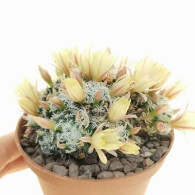 Mammillaria duwei