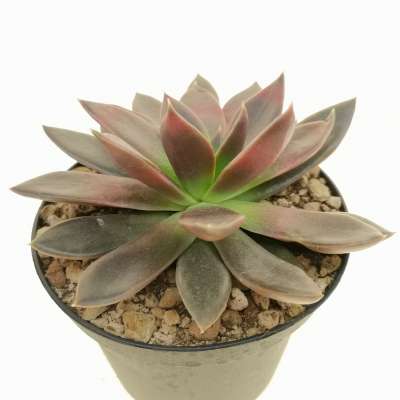 Echeveria 'Serrana' - Giromagi