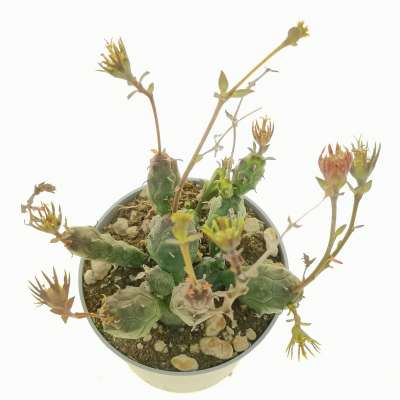 Euphorbia globosa - Giromagi