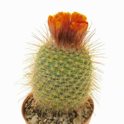 Parodia microsperma 10 cm. | Cactaceae - Giromagi vendita piante grasse