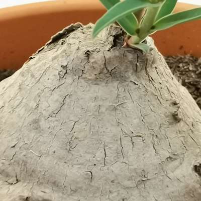 Euphorbia trichadenia - Giromagi