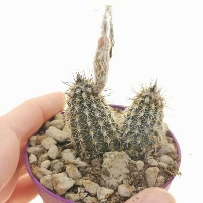 Echinopsis mirabilis