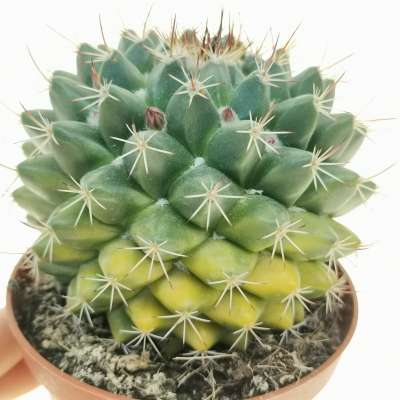 Mammillaria melanocentra f. variegata