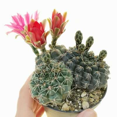 Gymnocalycium baldianum