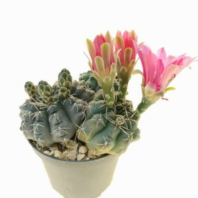 Gymnocalycium baldianum - Giromagi