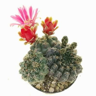 Gymnocalycium baldianum - Giromagi