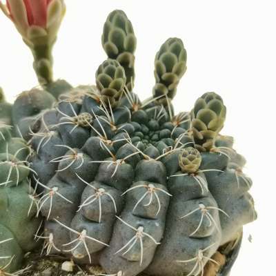 Gymnocalycium baldianum - Giromagi