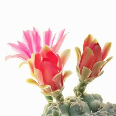 Gymnocalycium baldianum - Giromagi
