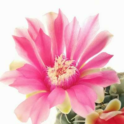 Gymnocalycium baldianum - Giromagi