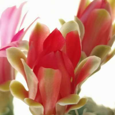 Gymnocalycium baldianum - Giromagi