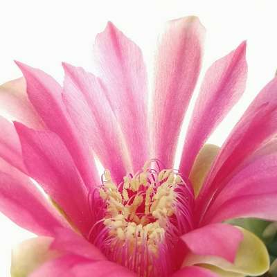 Gymnocalycium baldianum - Giromagi