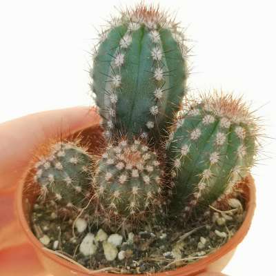 Cipocereus bradei