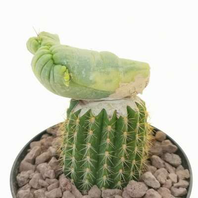 Trichocereus bridgesii f. mostruosa crestata variegata - Giromagi