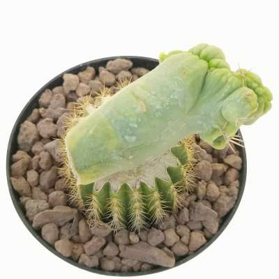 Trichocereus bridgesii f. mostruosa crestata variegata - Giromagi