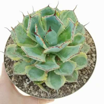 Agave potatorum cv. Kichijokan