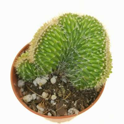 Neobuxbaumia euphorbioides f. crestata - Giromagi