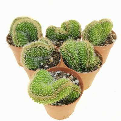 Neobuxbaumia euphorbioides f. crestata - Giromagi
