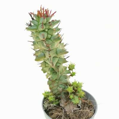 Euphorbia horrida f. mostruosa - Giromagi