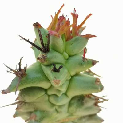 Euphorbia horrida f. mostruosa - Giromagi