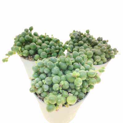 Senecio rowleyanus (Pianta del rosario) - Giromagi