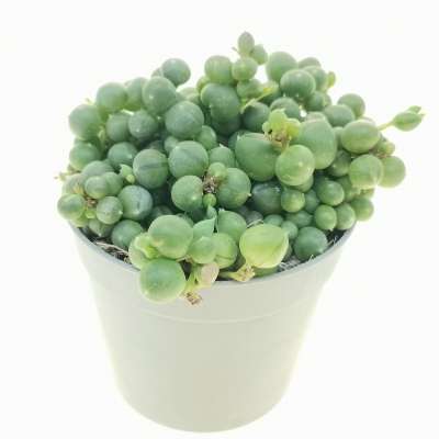 Senecio rowleyanus (Pianta del rosario) - Giromagi