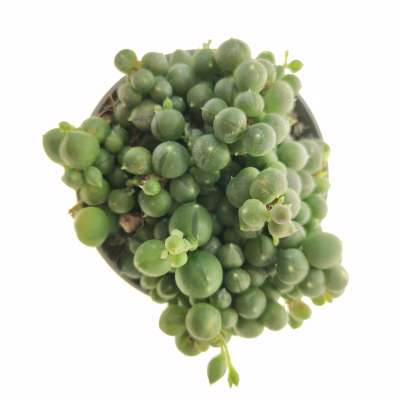 Senecio rowleyanus (Pianta del rosario) - Giromagi