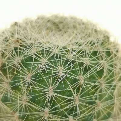 Green Jewel (Rebutia minuscula)