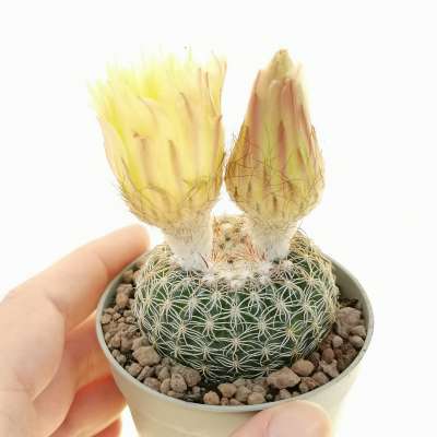 Notocactus elegans | Giromagi.com | Vendita online di piante grasse