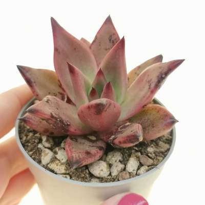 Echeveria agavoides 'Sanguinea'
