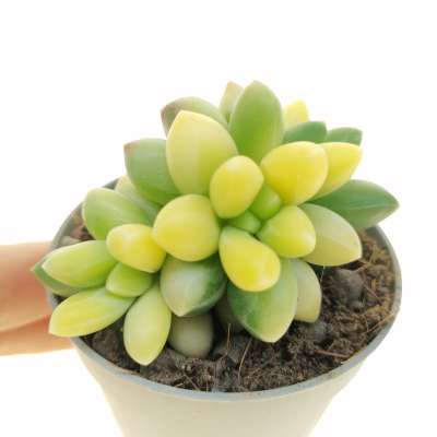 Pachyphytum 'Chiseled Stones' f. variegata