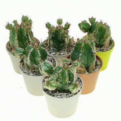 Euphorbia handiensis - Giromagi