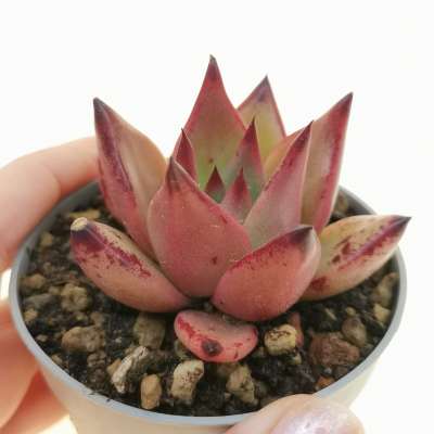 Echeveria agavoides 'Sanguinea'