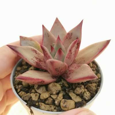 Echeveria agavoides 'Sanguinea'