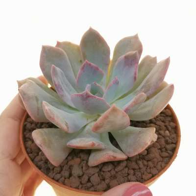 Echeveria 'Misty Lilac' PPAF