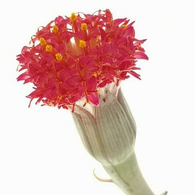 Senecio pendulus - Giromagi