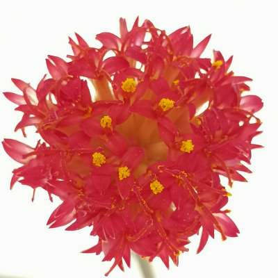 Senecio pendulus - Giromagi
